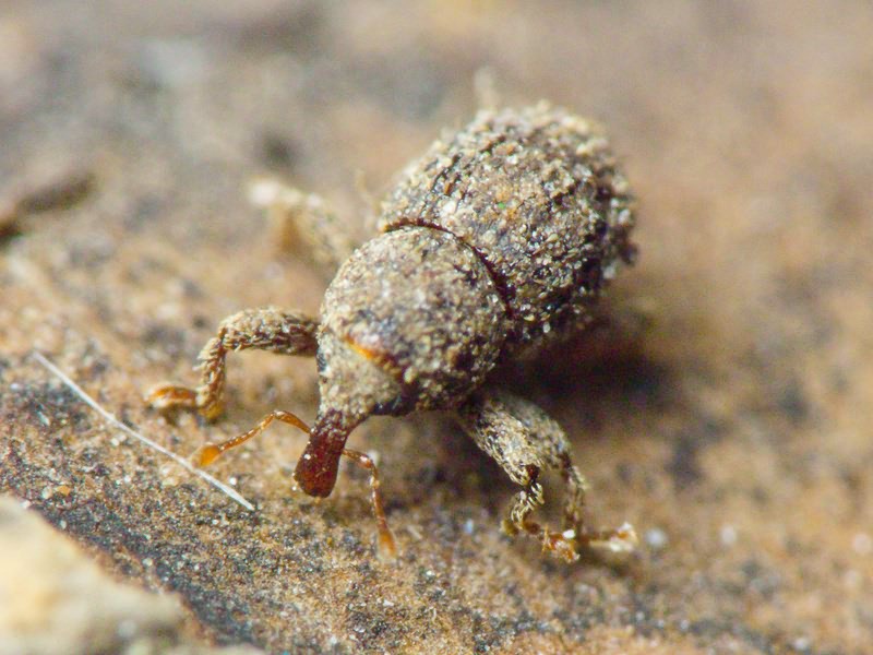 Acalles (Acalles) echinatus (Germar, 1824)